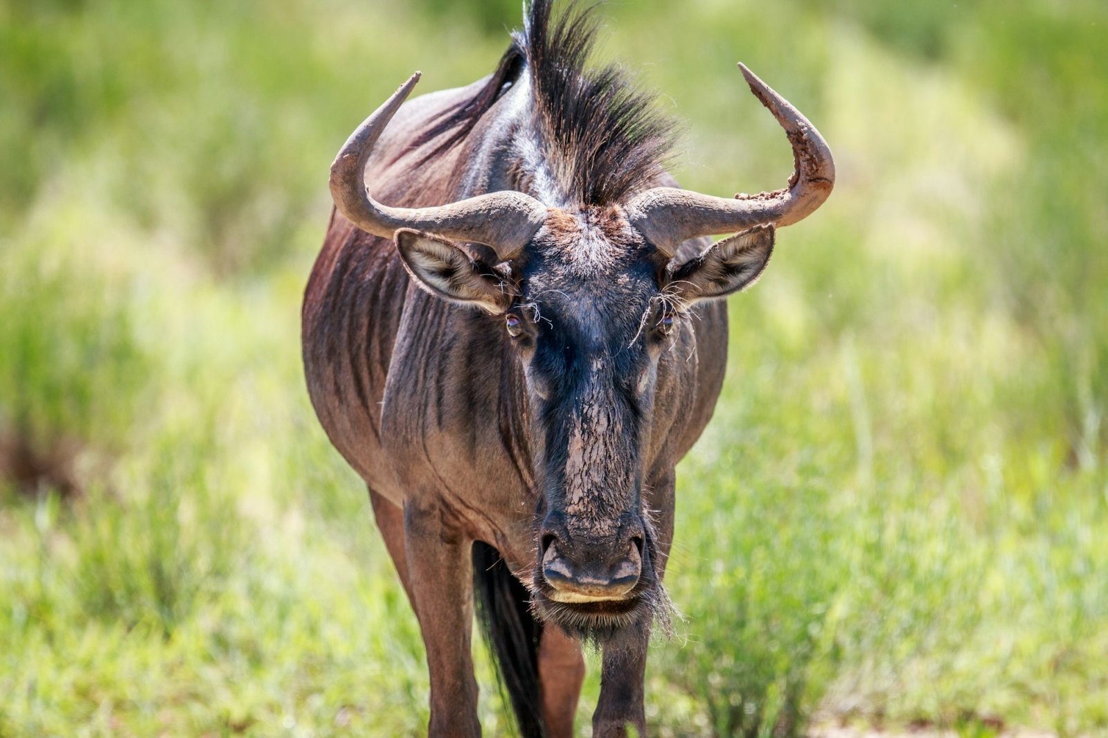 10-day-tanzania-safari-zanzibar-beach-escape_MQaAI