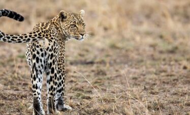 11 Days Safari Trip Tanzania & Zanzibar