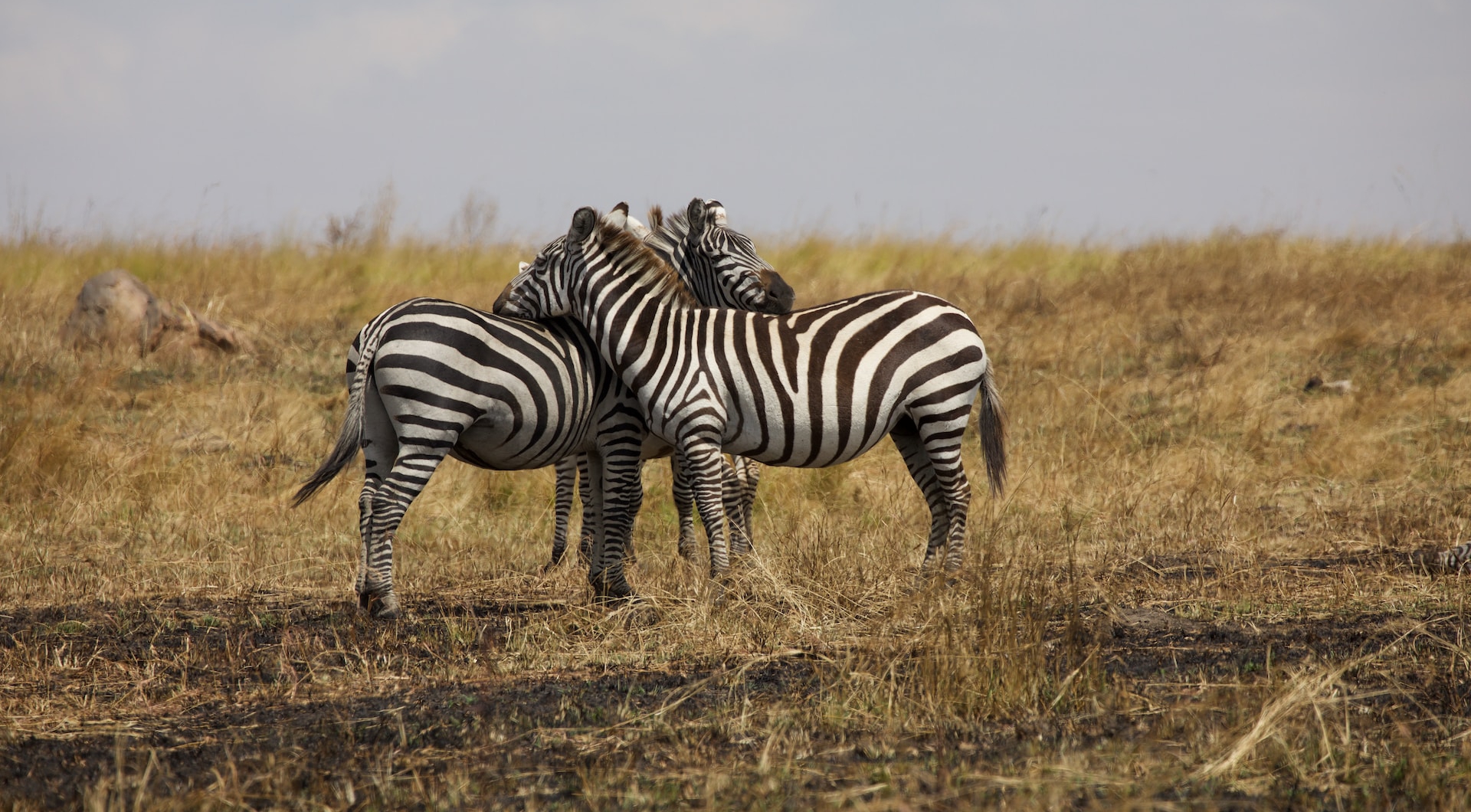 11-Days-Tanzania-Safari-Tour-Community-Culture-Wildlife-Viewing-e1690108928473