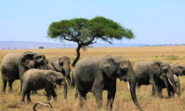 8 Day Tanzania Holiday Safari