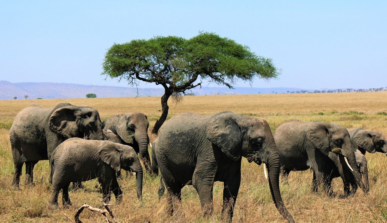 4-Days-Tanzania-Wildlife-Tour-2