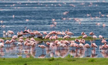 5 Day Tanzania Safari extension