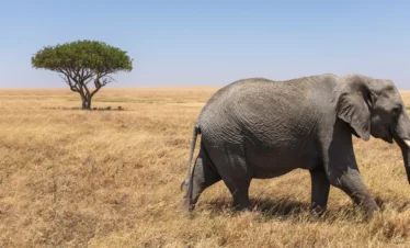 7-Day Tarangire, Serengeti, Ngorongoro & Lake Eyasi Safari