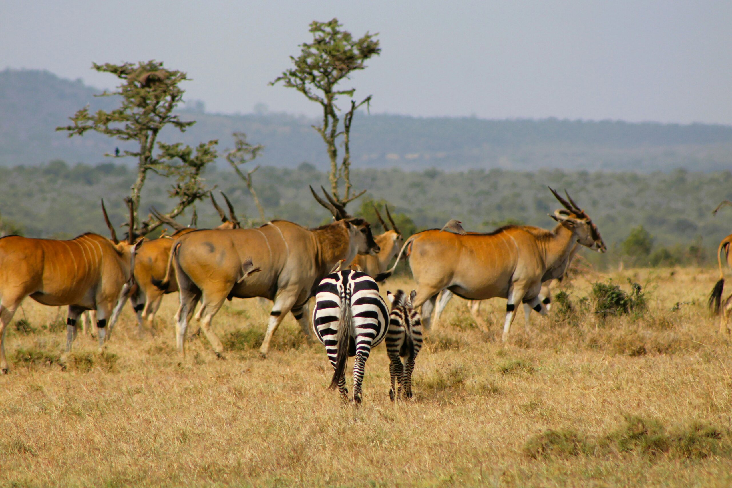 7 days mikumi and ruaha national park