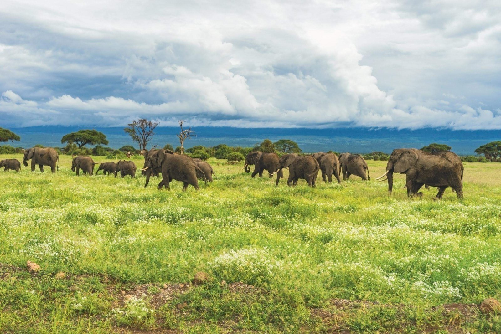 8-days-northern-circuit-tanzania-safari_xN5nk