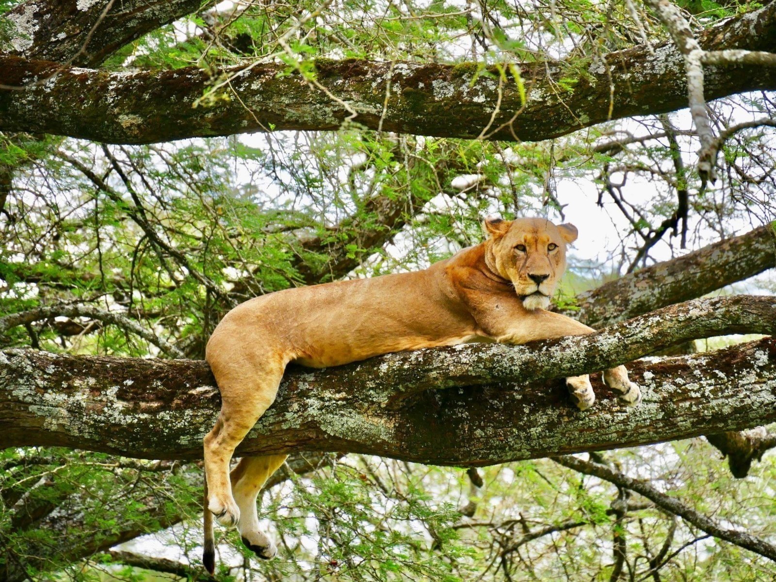 8-days-northern-circuit-tanzania-safari_zv1vf