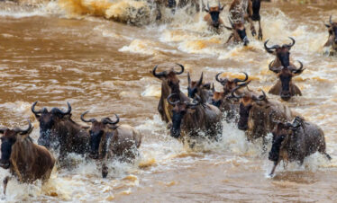 9 Days Tanzania Safari – Wildebeest Migration & Mara River Crossing