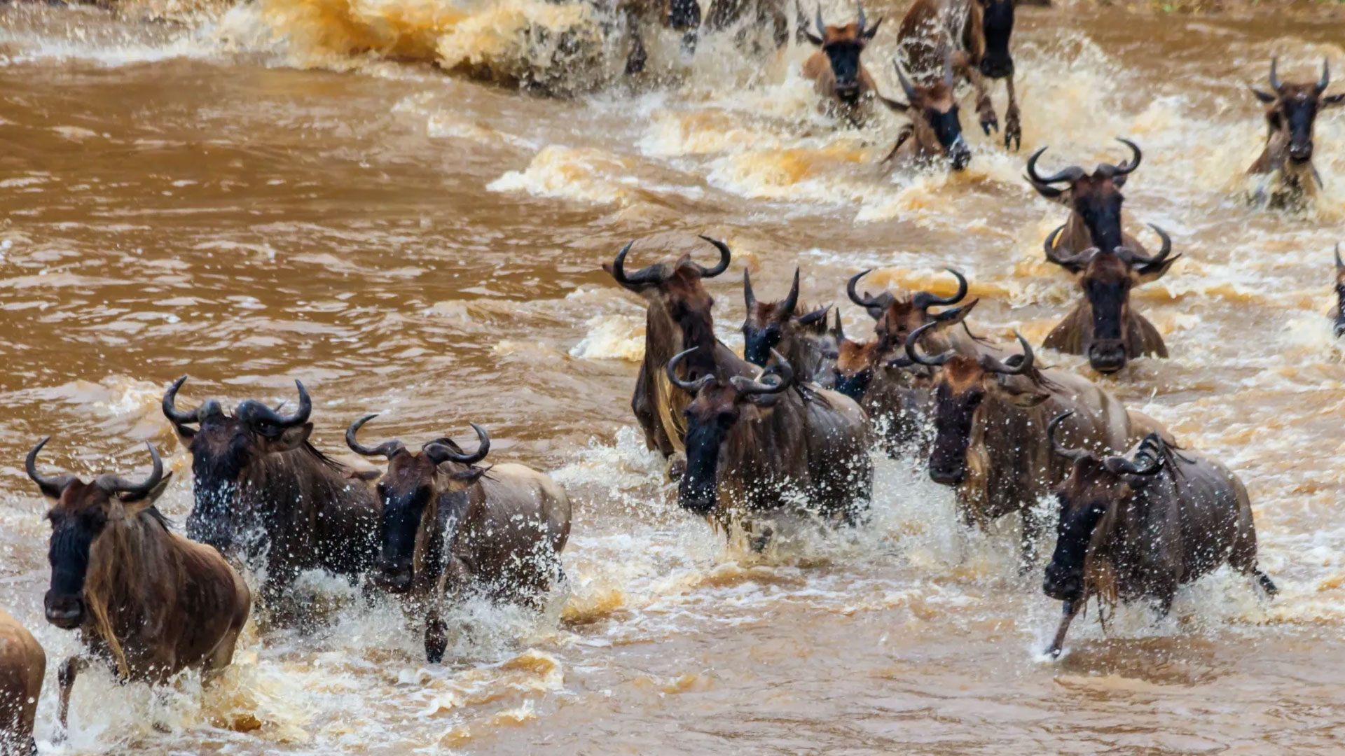 9-Days-Serengeti-Wildebeest-Migration-Safari-1