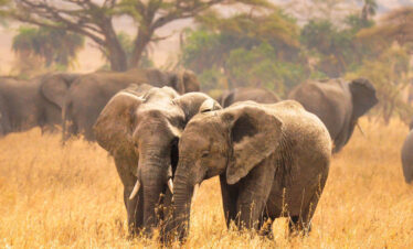 15 Days Tanzania Safari & Zanzibar Experience