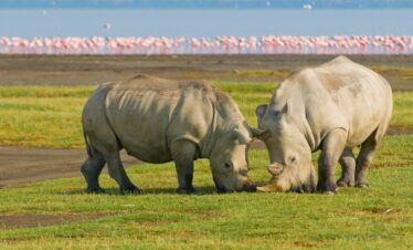 10 Days Tanzania Safari – All Northern Parks & Wildebeest Migration