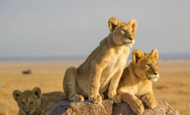 5 Day Tanzania Safari – Small Group Adventure