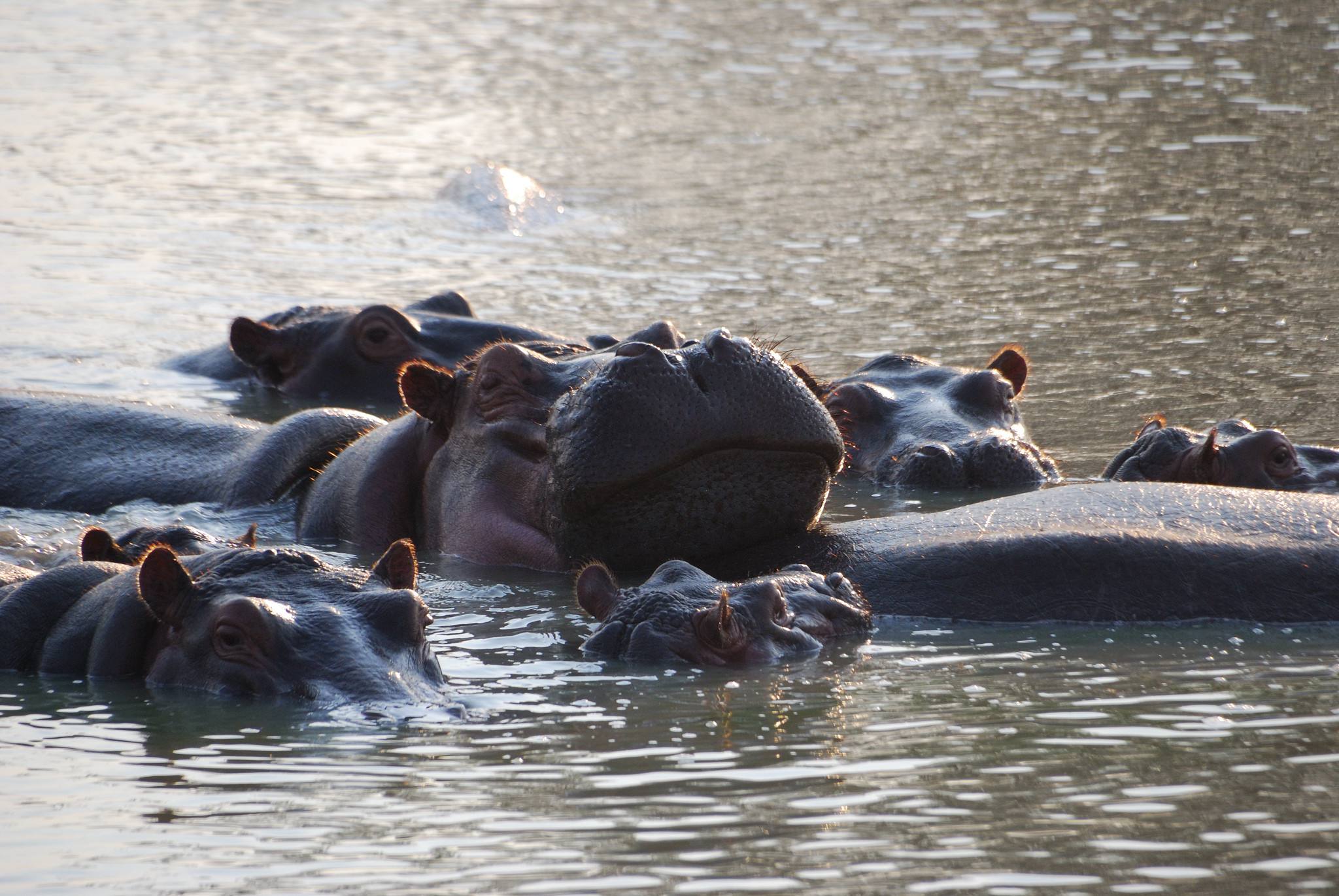 Mikumi_National_Park_Hippos_101