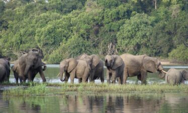 10 Day Southern Tanzania Safari – Mikumi, Udzungwa, Ruaha & Nyerere