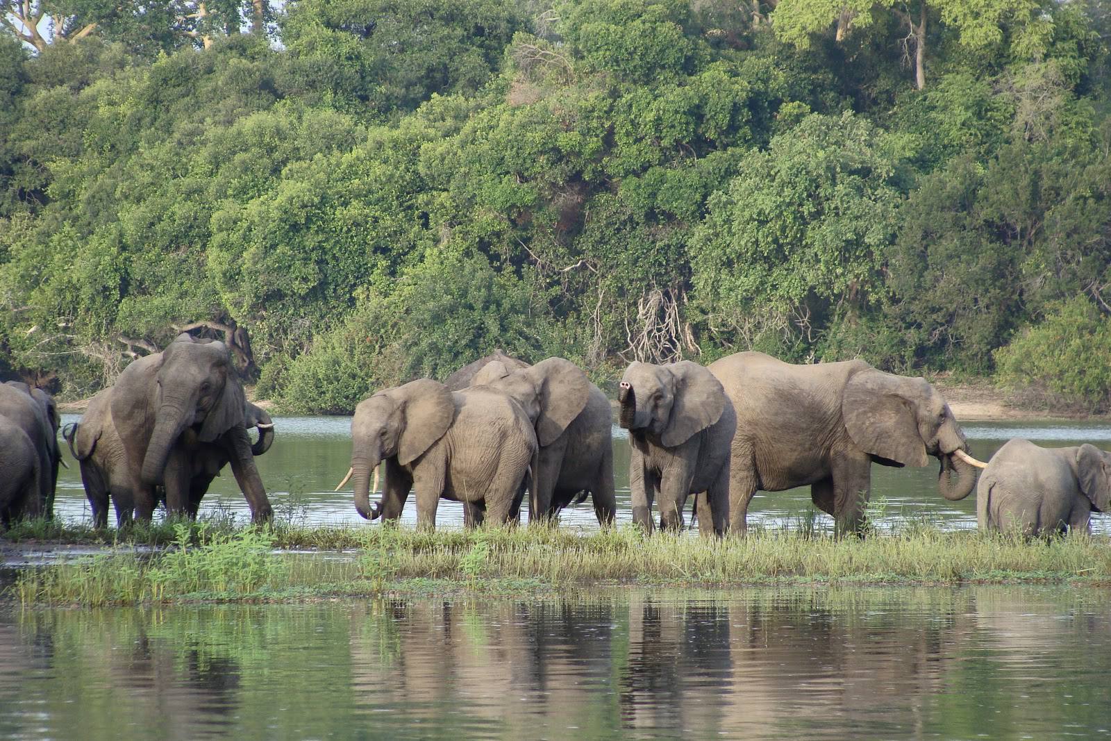 Nyerere_National_Park_Elephants_58