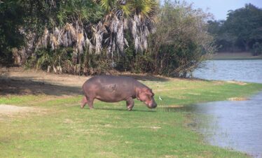 8 Day Safari – Mikumi, Udzungwa & Ruaha