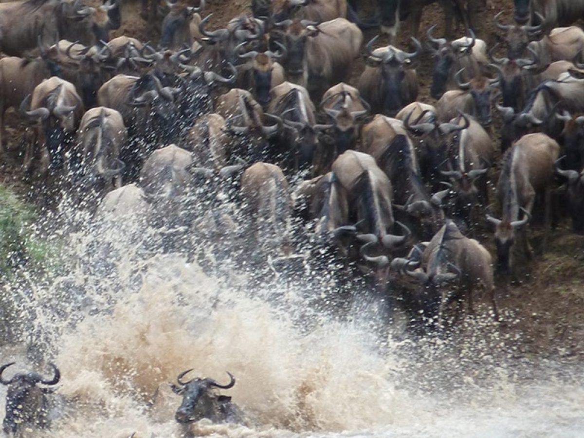 Olakira-Camp-The-Great-Migration-river-crossing-1200×900