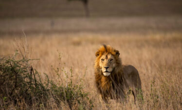 9 Day Tanzania Safari Vacation – Wildebeest Migration Experience
