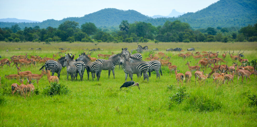 Savannah-Landscape-Large-Herd-Impalas-Zebras-Marabou-Mikumi-National-Park-Tanzania-1