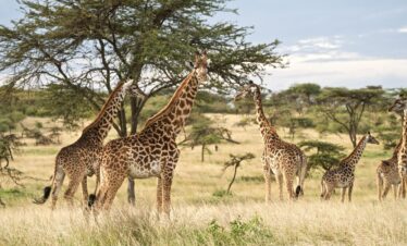 7 Days Tanzania Safari Adventure