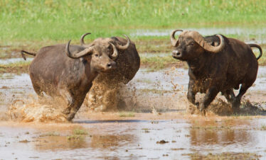 13 Days Tanzania Safari & Zanzibar Holiday