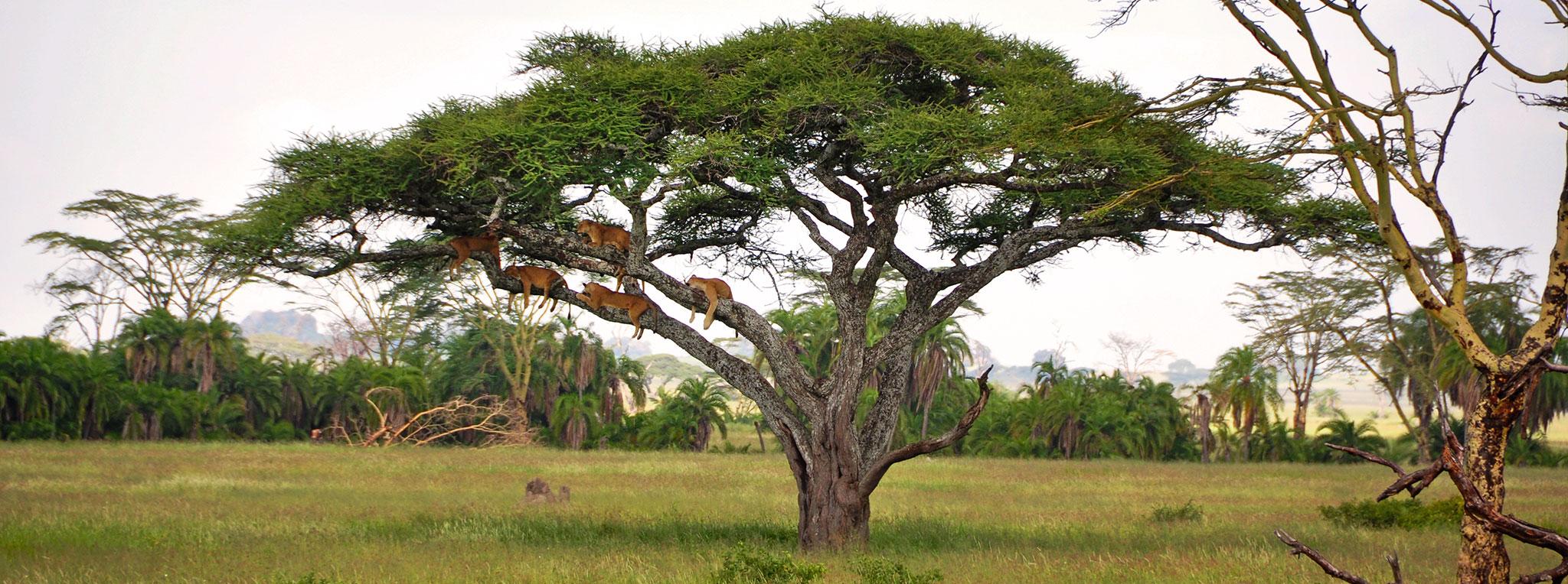 northern-circuit-safari-lions-serengeti-