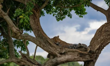 4 Day Tanzania Safari Extension